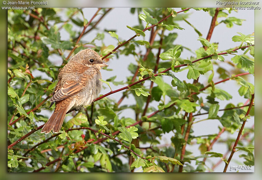 Red-backed Shrike