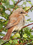 Red-backed Shrike