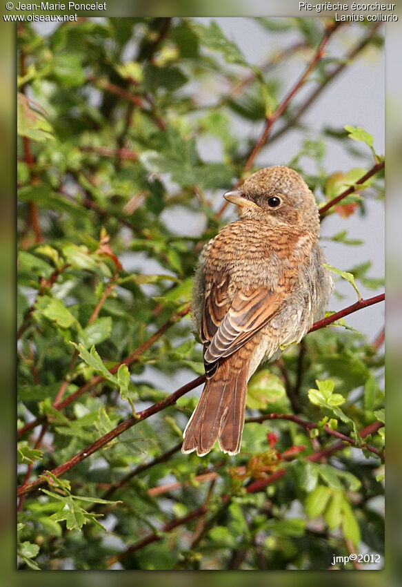 Red-backed Shrike