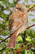 Red-backed Shrike