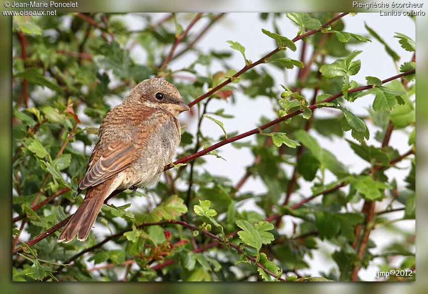 Red-backed Shrike