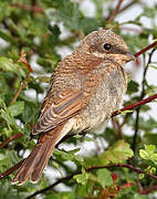 Red-backed Shrike