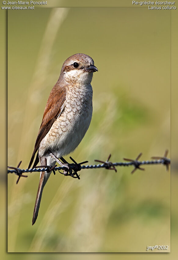 Red-backed Shrike female