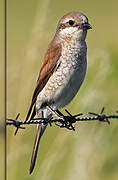 Red-backed Shrike