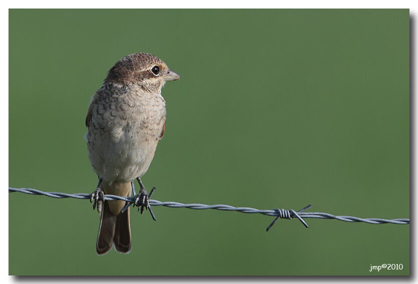 Red-backed Shrike