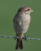 Red-backed Shrike