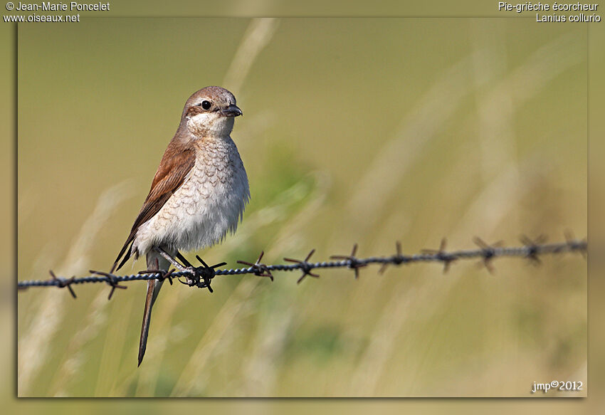 Red-backed Shrike female