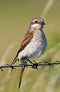 Red-backed Shrike