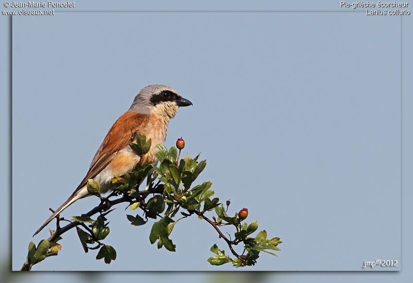 Red-backed Shrike male