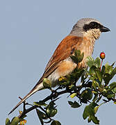 Red-backed Shrike