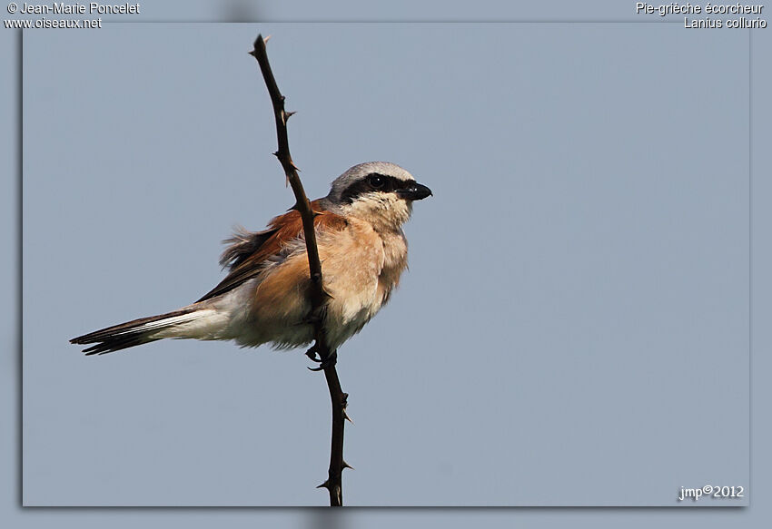 Red-backed Shrike male