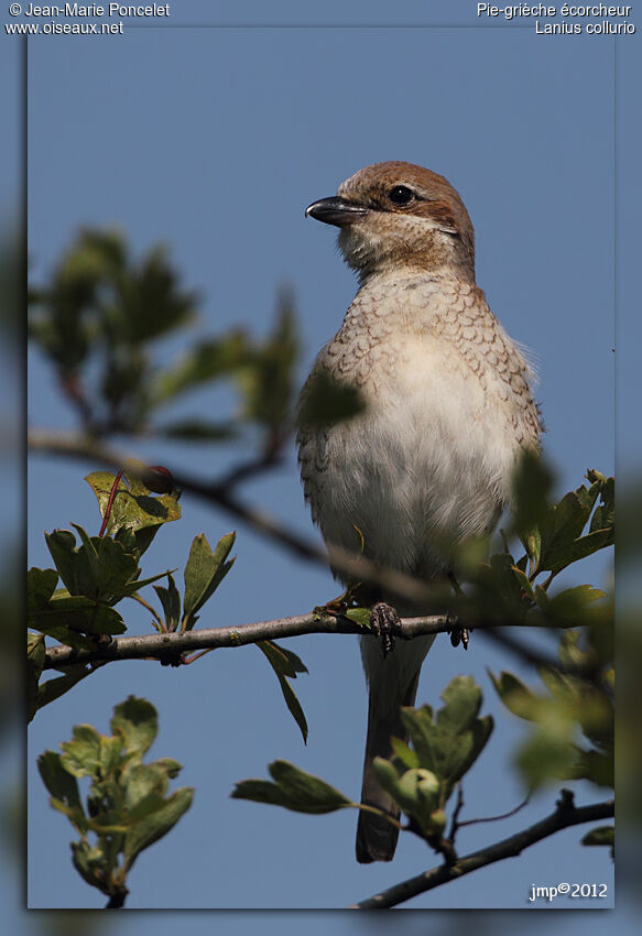 Red-backed Shrike female