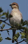 Red-backed Shrike