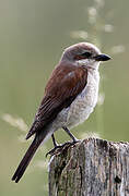 Red-backed Shrike