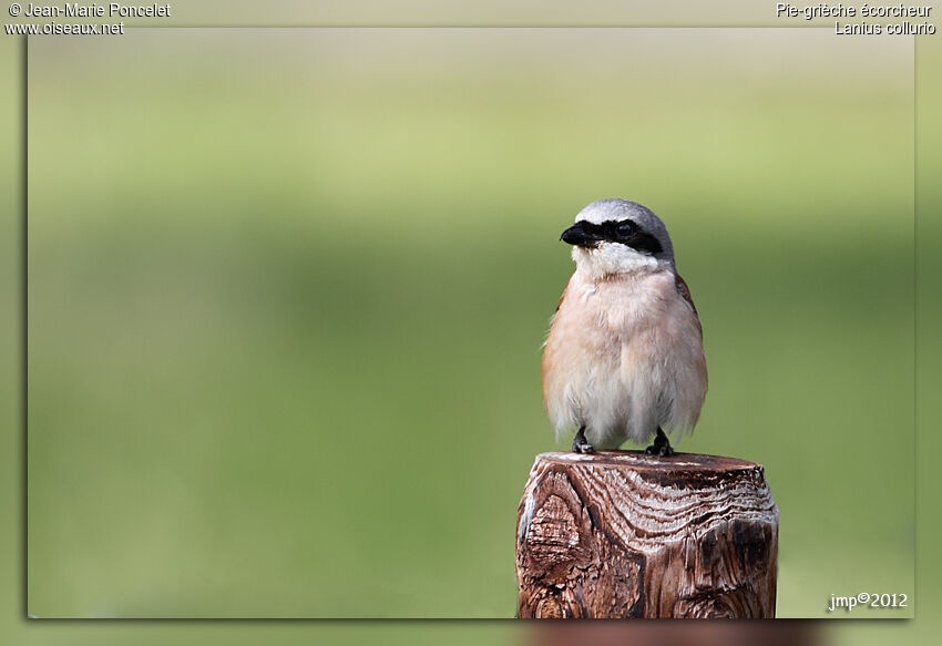 Red-backed Shrike male