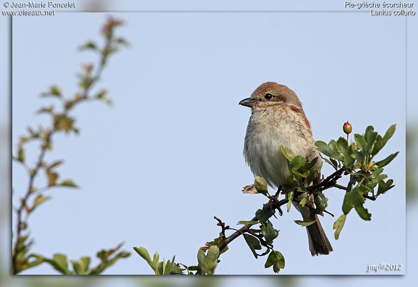 Red-backed Shrike