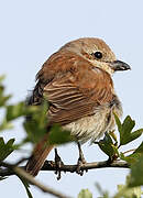 Red-backed Shrike