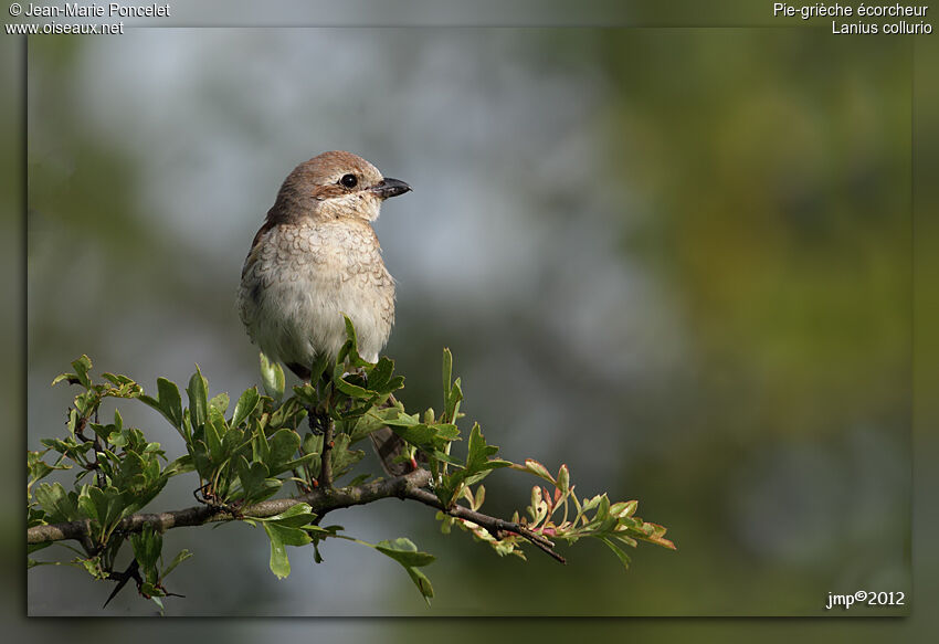 Red-backed Shrike