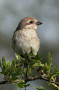 Red-backed Shrike