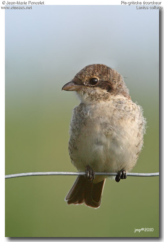 Red-backed Shrike