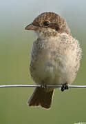 Red-backed Shrike