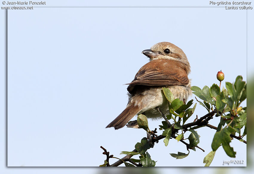 Red-backed Shrike