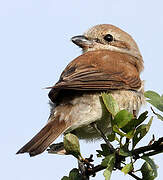 Red-backed Shrike