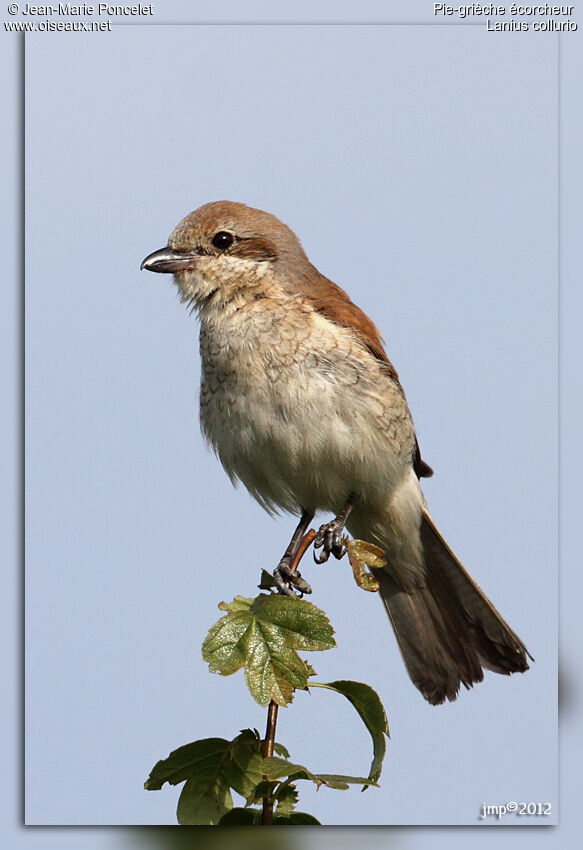 Red-backed Shrike