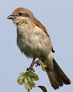 Red-backed Shrike