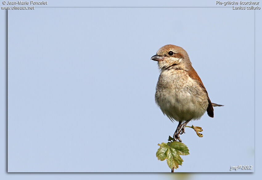 Red-backed Shrike