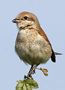 Red-backed Shrike