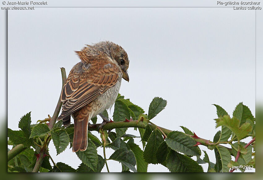 Red-backed Shrike