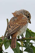 Red-backed Shrike