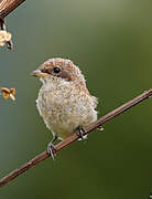 Red-backed Shrike