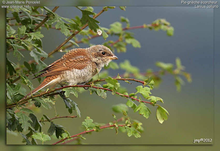 Red-backed Shrike