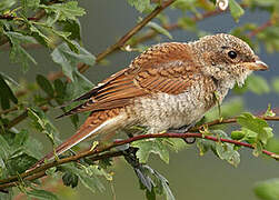 Red-backed Shrike