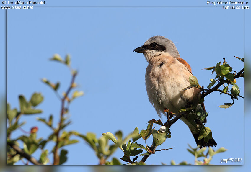 Red-backed Shrike