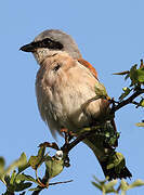 Red-backed Shrike