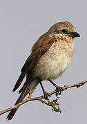 Red-backed Shrike