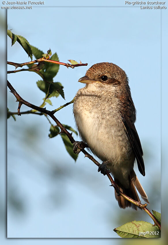 Red-backed Shrike