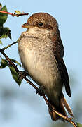 Red-backed Shrike