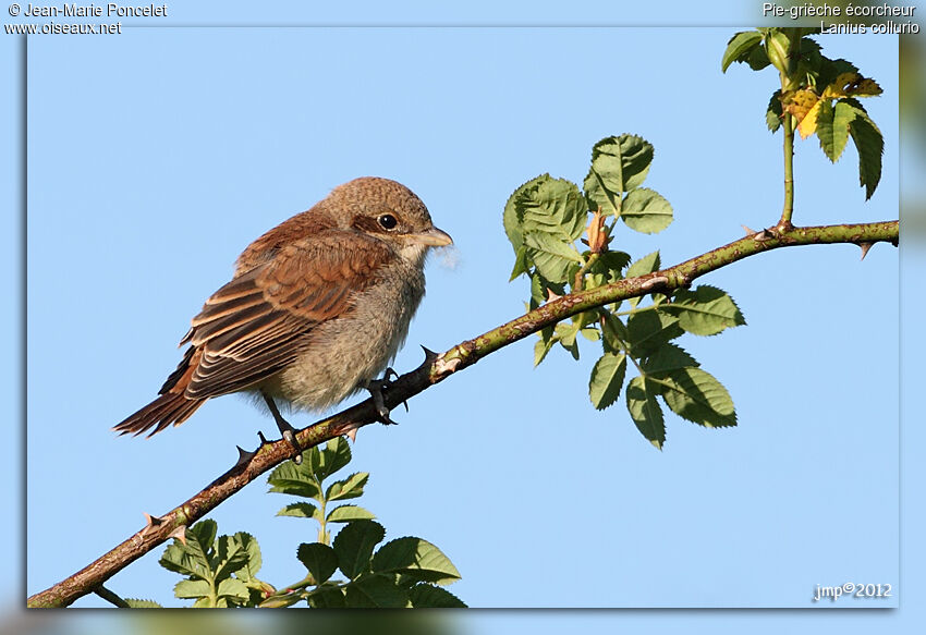 Red-backed Shrike