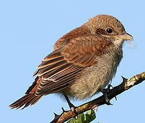 Red-backed Shrike