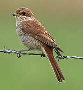 Red-backed Shrike