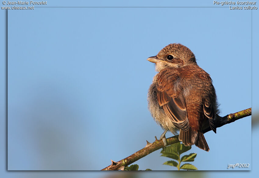 Red-backed Shrike