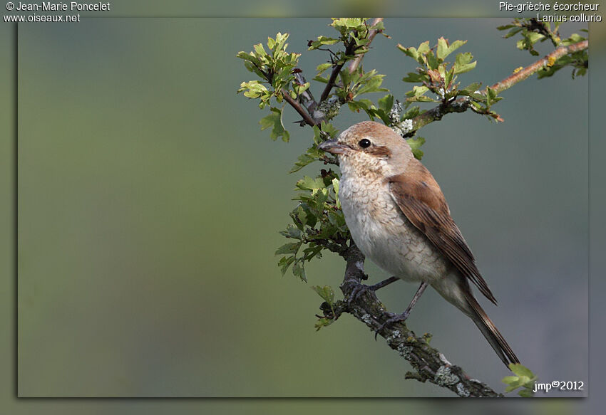 Red-backed Shrike female