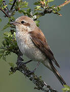 Red-backed Shrike