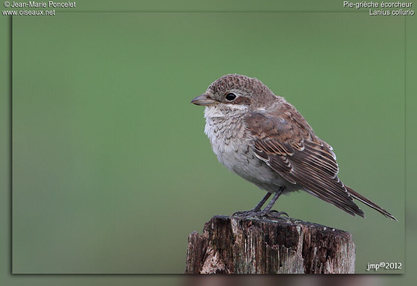 Red-backed Shrike