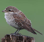 Red-backed Shrike