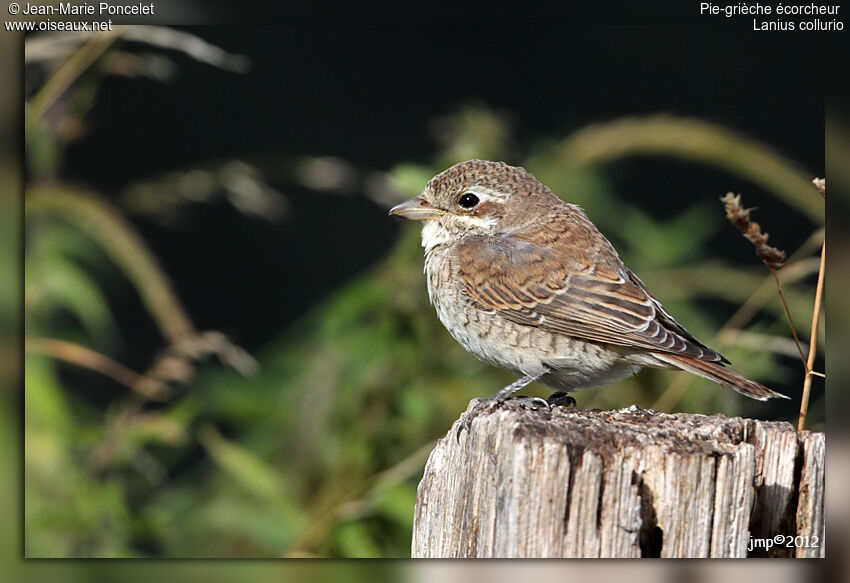 Red-backed Shrike